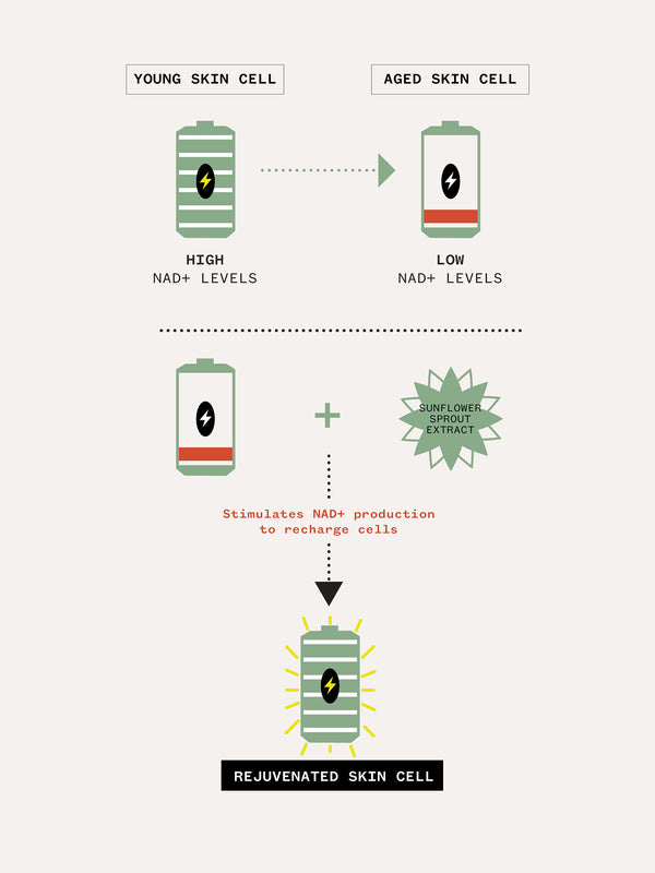 Diagram showing the difference between young and aged skin cells with NAD+ levels and rejuvenation process.