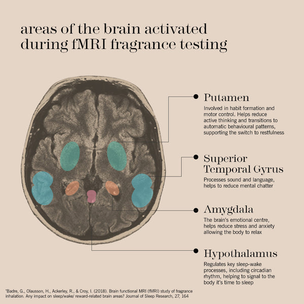 An educational infographic on a beige background titled 'areas of the brain activated during fMRI fragrance testing'. It features a cross-sectional illustration of a human brain with colored highlighted regions (blue, teal, pink, and purple) and text callouts identifying each area: Putamen, Superior Temporal Gyrus, Amygdala, and Hypothalamus, with brief descriptions of their functions.