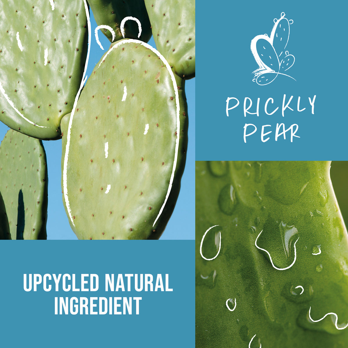 Prickly pear cactus with water droplets and 'Upcycled Natural Ingredient' text on a blue background.