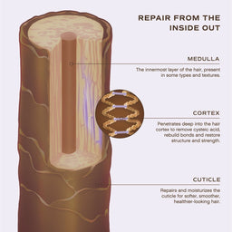 An educational diagram illustrating hair cross-section with labeled parts: Medulla, Cortex, and Cuticle, under the heading 'REPAIR FROM THE INSIDE OUT.' The illustration shows layered brown and beige hair with purple repair indicators, plus callout lines and explanatory text on a pale background.