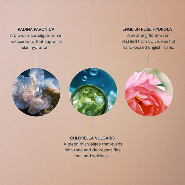 Elemis Pro-Collagen Rose Essence-in-Lotion 100ml